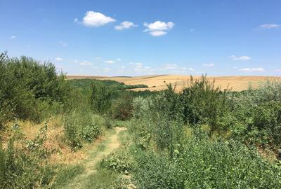 Teren agricol - livada - Galita Ostrov - 2