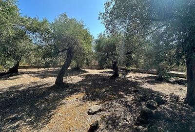 Teren intravilan pe insula Thassos, aproape de plaja salbatica - 11