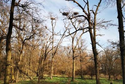 20 Ha Padure stejar la 10 km de Pitești - 1