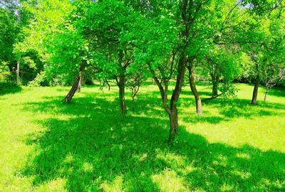 Teren intravilan Talea situat in mijlocul naturii ! - 5