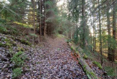 Eco Retreat Land in Apuseni Romania - Poiana Horea - 19