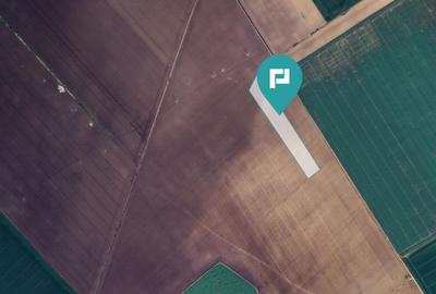 Teren 36.000 mp în Peciu Nou - 1