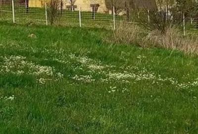De vânzare o parcelă pentru casă sau cabană - 4