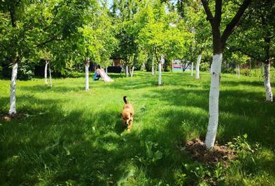 FARA COMISIOANE casa cu 6 camere 2 bucatarii P+1 TIGLA PISCINA BECI GARAJ - 5