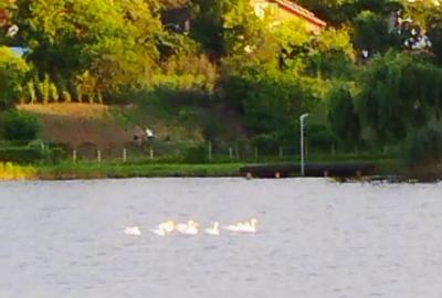 SUPER OCAZIE SE VINDE VILA DE LUX SI CASA DE OASPESTI IN BALOTESTI LA LAC - 6