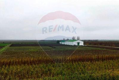 Ferma agro-industrială – 43 ha Adunații Copaceni - 13