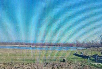 TEREN CU PLANTAȚIE DE TRANDAFIRI ,,ROSA DAMASCENA,\ \CARANSEBEȘ\JUD.CS - 9