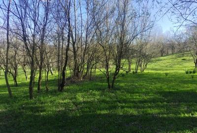 Teren intravilan com.Drajna, sat Cătunu, 12 km de Vălenii de Munte, jud. Prahova - 4