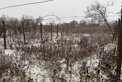 Vand gospodarie taraneasca traditionala - 6