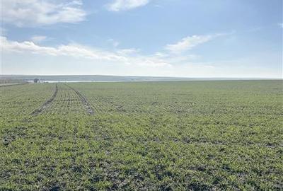 Teren Intravilan, 700 mp, Aproape de Lac - Techirghiol - 4