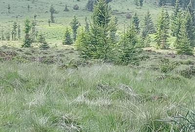 Teren Construcții intravilan de 585 mp, în Beliș