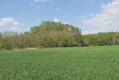 Teren intravilan Butimanu/Barbuceanu, Dambovita - 7