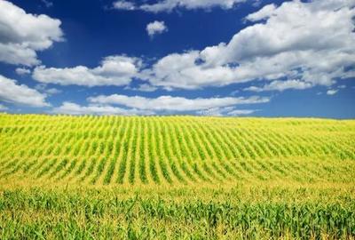 Teren agricol intravilan de 1500 mp, în Ampoița