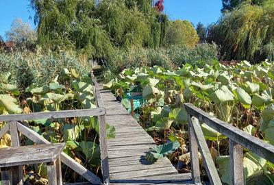 Vilă spațioasă de închiriat – Snagov, acces la lac și ponton - 2