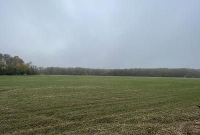 9400 mp | Ideal pentru investitie | Tunari | Deschidere la padure - 5