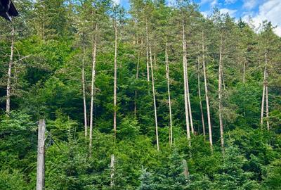 Casa de vacanță sau pensiune | Bâtca Doamnei | Teren în natură - 12