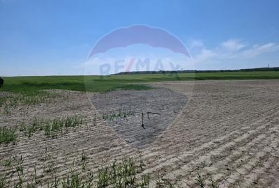 Vanzare teren intravilan parcelat, in Branesti langa - Autostrada A2 - 14