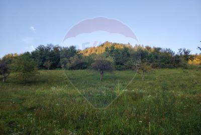 Comision 0! Teren intravilan 2.339 mp Barsana – oferta rara - 4
