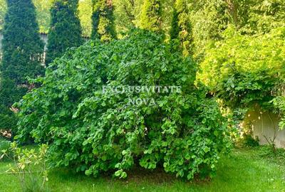 Vanzare Vila Baneasa - Willbrook - cu Deschidere la Padure ! - 24