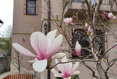 Vilă individuală P+1, 140 mp, curte 240 mp – Parcul Circului | Direct proprietar - 1