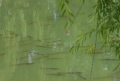 Teren privat cu amenajari ptr evenimente,cazare și pescuit sportiv. - 9