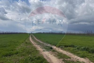 Teren extravilan Săcele ideal pentru silozuri, fermă sau investiție - 21