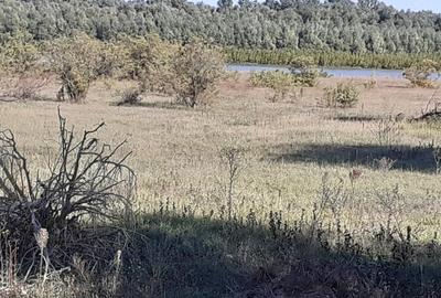 OCAZIE : INTRAVILAN com. MURIGHIOL - 19 euro/m.p. Deschidere Dunare  74 m. - 7