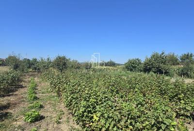 Casa cu piscina, 3450 Mp suprafata teren, Albesti, Mures - 25