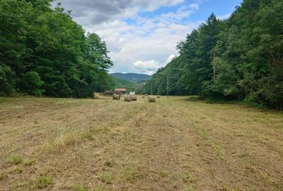 Un colt de natura intre padure si parau - 3