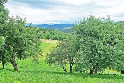 Teren de 1000mp in Bran, satul pitoresc Pestera - 14