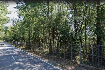 Neptun - Teren construibil in Padurea Comorava - 1