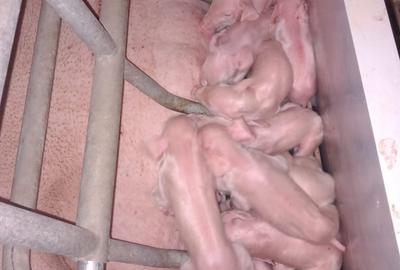 AFACERE LA CHEIE  FERMA DE  PORCI - 1