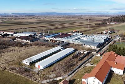 Teren industrial 1.729 mp I Demolare + construcție hală Teliu - 6