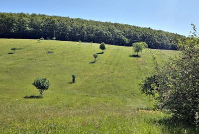 Teren si casa de vanzare in Fasca, 24000 mp , langa padure, 45 km de Oradea - 1