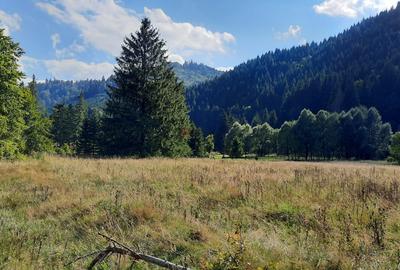 Teren Intravilan | Schitu Tarcău | 2089MP | Izvor | Platou - 14