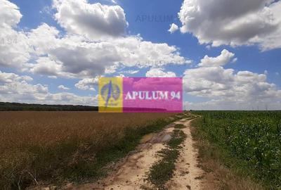 Teren 715mp în Snagov lângă Equestria - 43