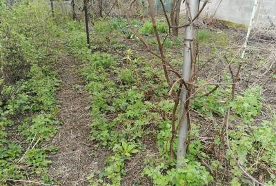 Casa 4 camere libera la vanzare zona Avram Iancu - 13