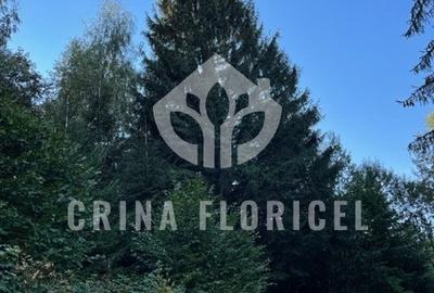 Teren cu padure 1000 mp, Predeal - Strada Pajistei - Valea Ursuletul - 2