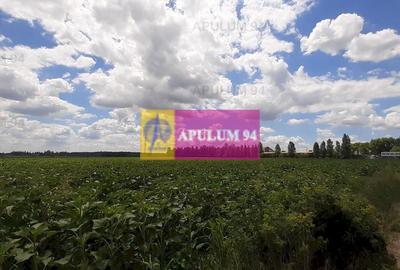 Teren 715mp în Snagov lângă Equestria - 17