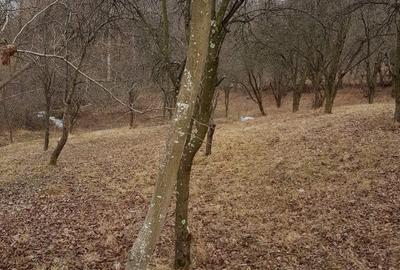 1700p Olanesti str Glodeanu , intrarea Ganesti - 1