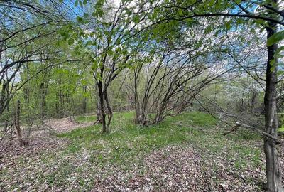 TEREN EXTRAVILAN | 103.000mp | BALANACA-GROSI | PASUNE | PASUNE IMPADURITA | BIH - 4