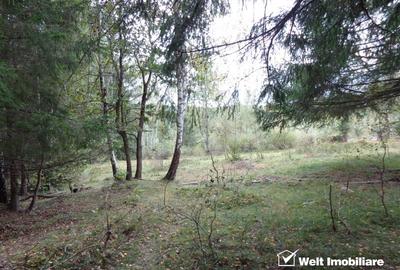 1.6 ha de padure cu poienita, parau la limita curtii, cabana pentru trei familii - 4