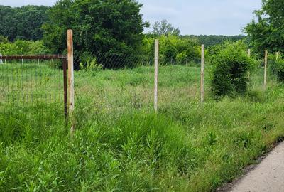 Teren Snagov – frumusețea calmă a lacului și liniștea pădurii. - 1