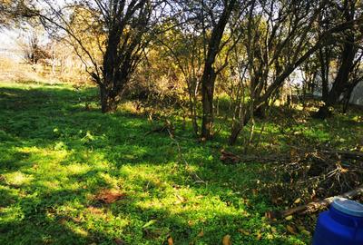 Teren Generos cu Casa in Gruiu - Snagov - 11