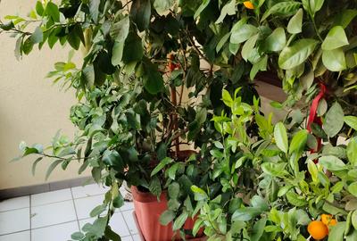 Casa superba, zona linistita, accesibil, cu mansarda locuibila de 100mp. - 47