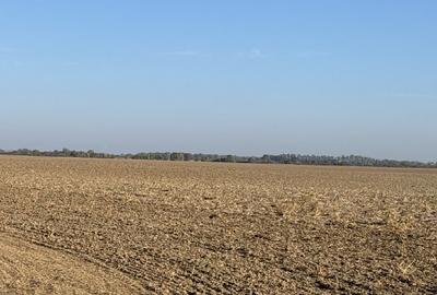 Teren extravilan 2.500 mp, ILFOV, CIOPLANI - 1