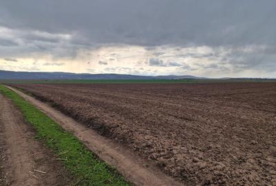 Teren 10,000mp Bacau / Strada Alexandru Safran - 13