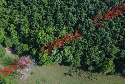 De vânzare păduri mixte în Moacșa! - 8