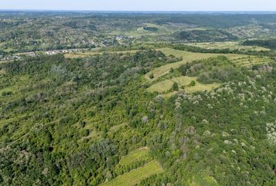 CRAMĂ PREMIUM DE VÂNZARE -60 HA- CONAC ISTORIC- PODGORIA DRĂGĂȘANI - 21