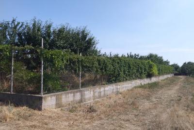 Poiana- str. Cerealelor, teren intravilan curti constructii 3417 mp de vanzare - 4